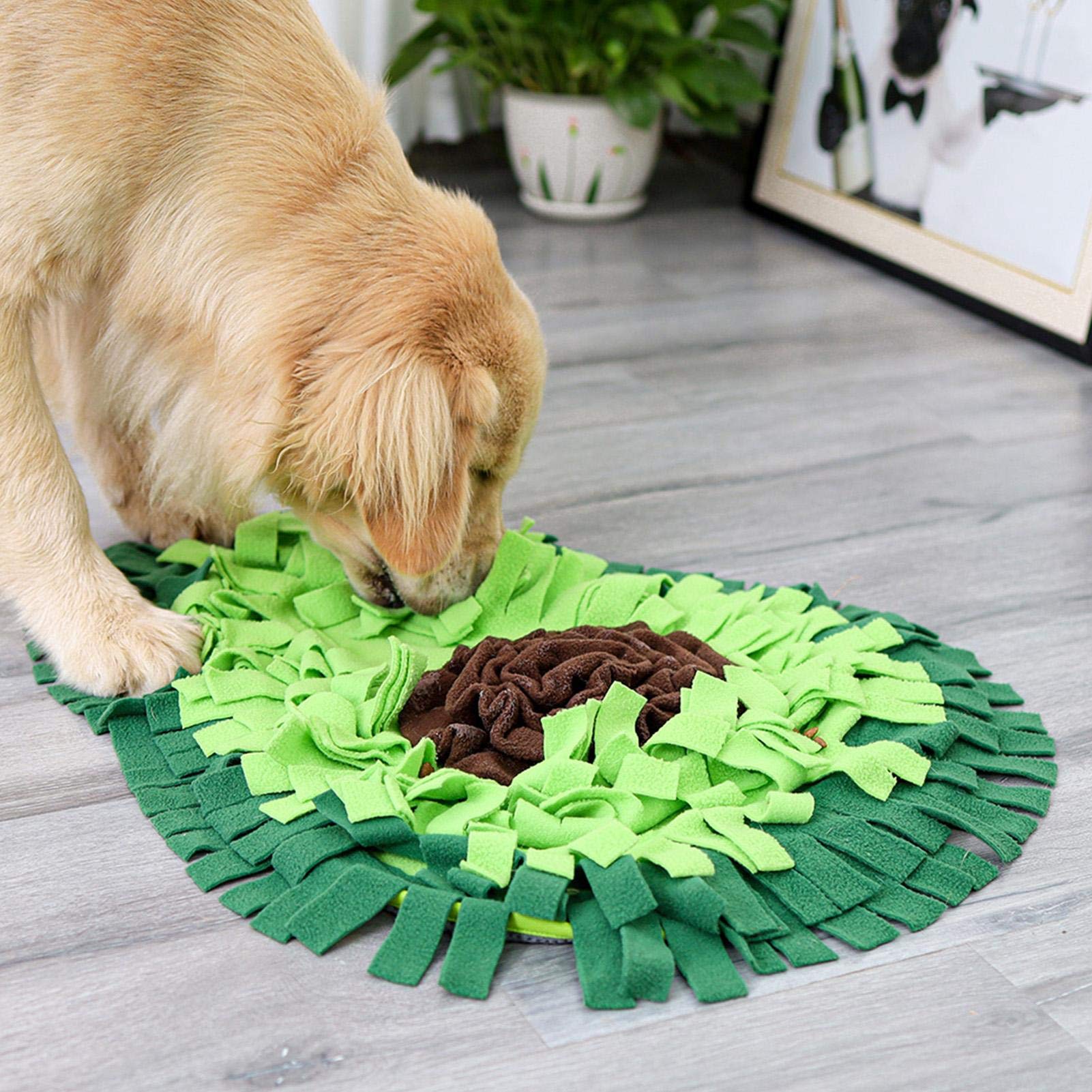Cómo calmar la ansiedad de tu perro: 7 señales y soluciones reales